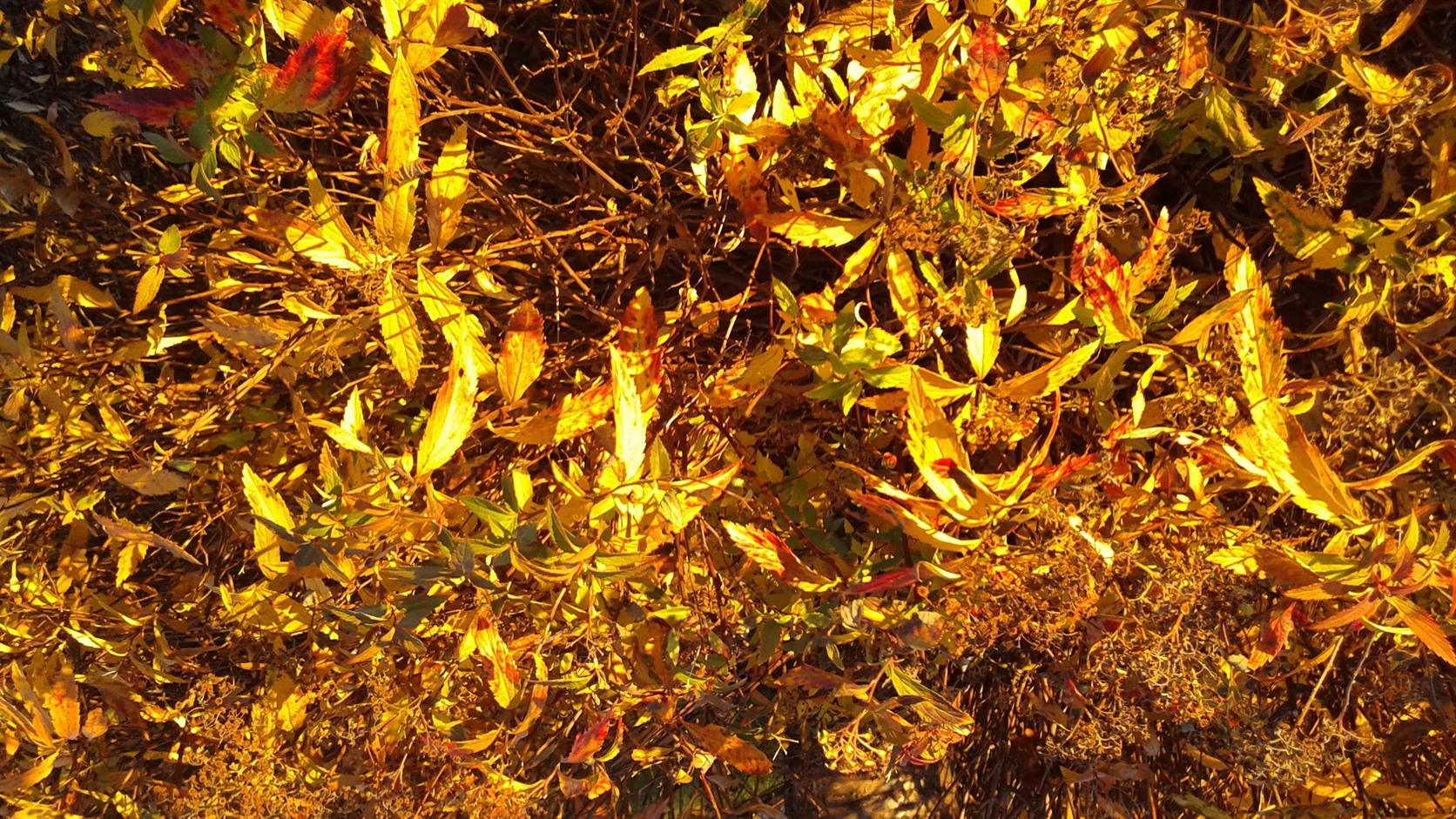 Golden autumn thicket