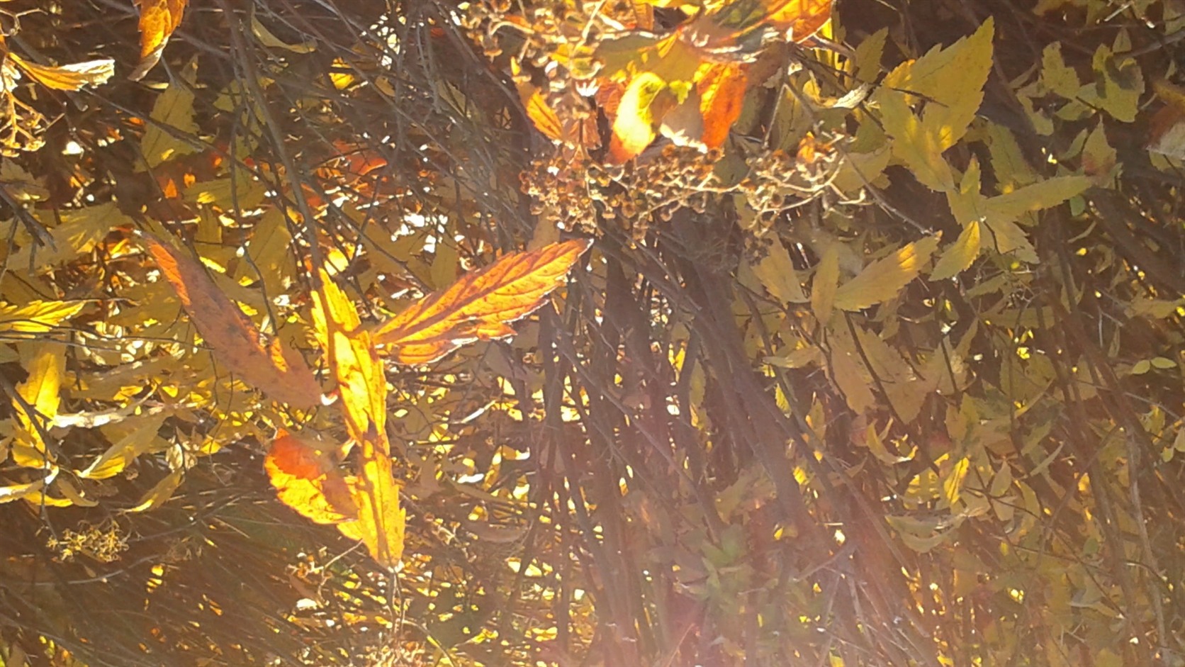 Sunlit leaves among tangled branches