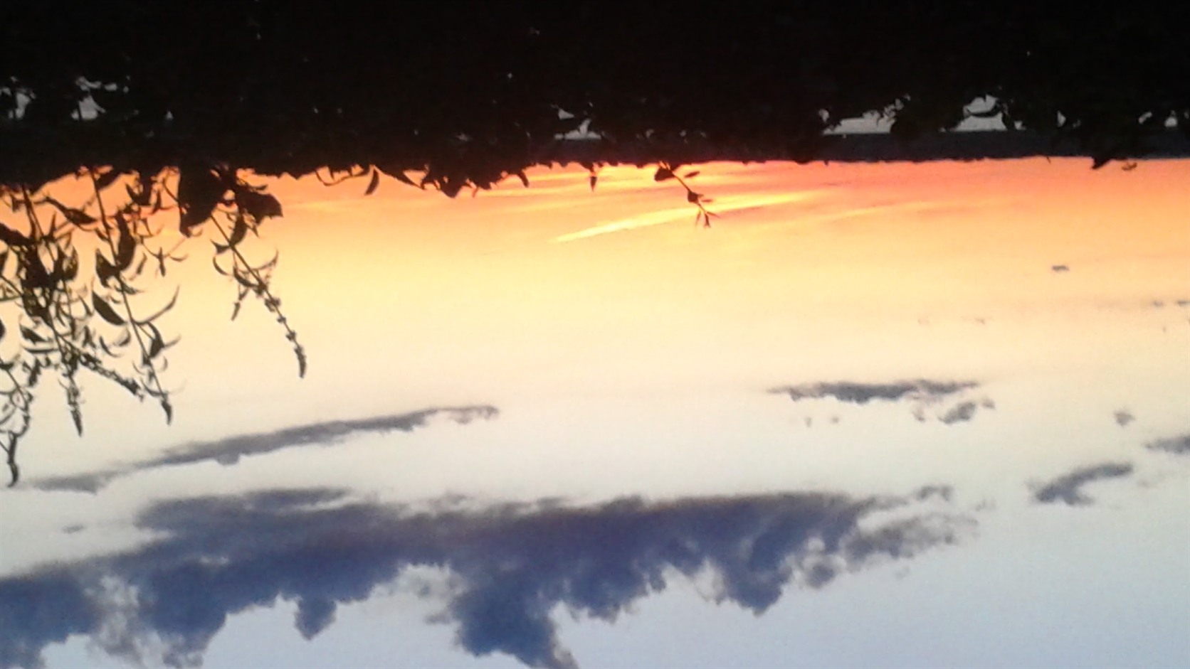 Plants silhouetted against a sunset