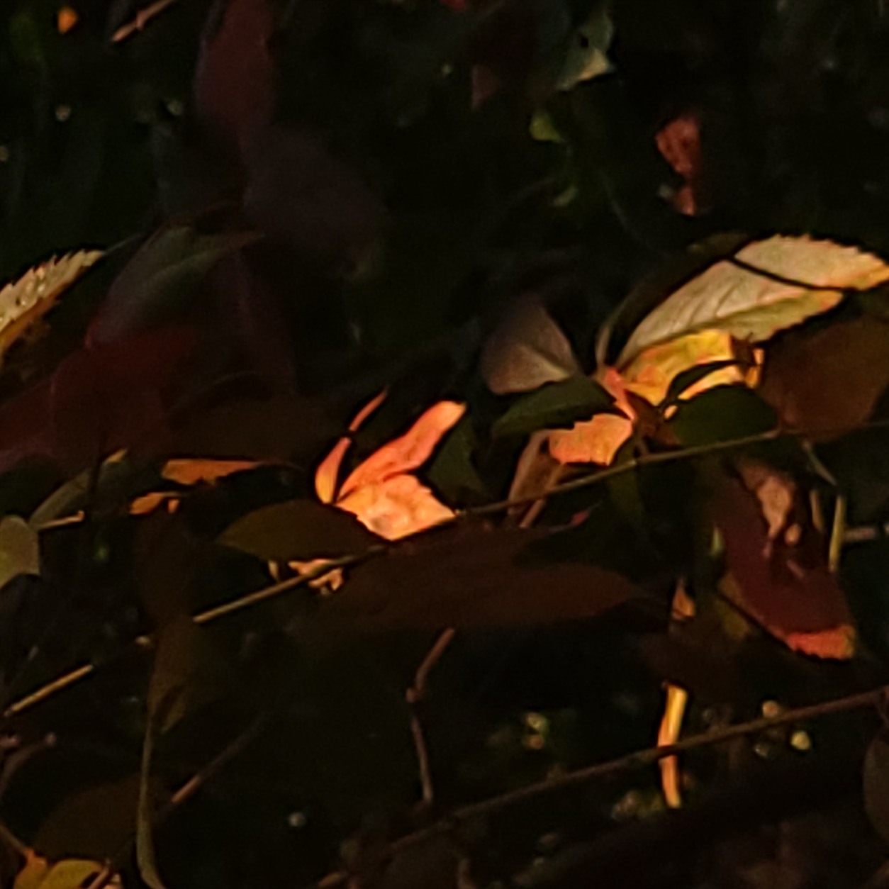 Autumn leaves in deep shade