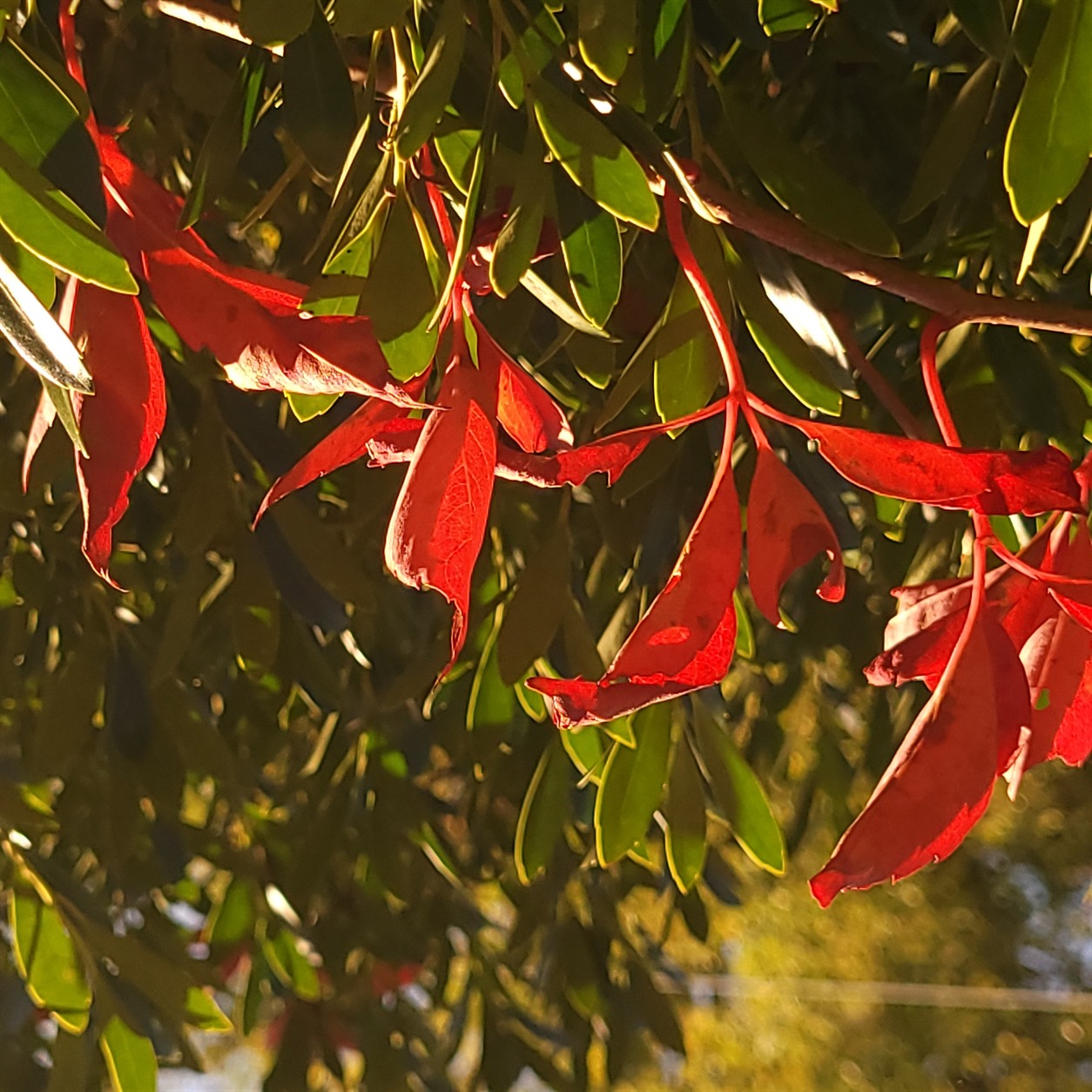 Bright red leaves before green foliage