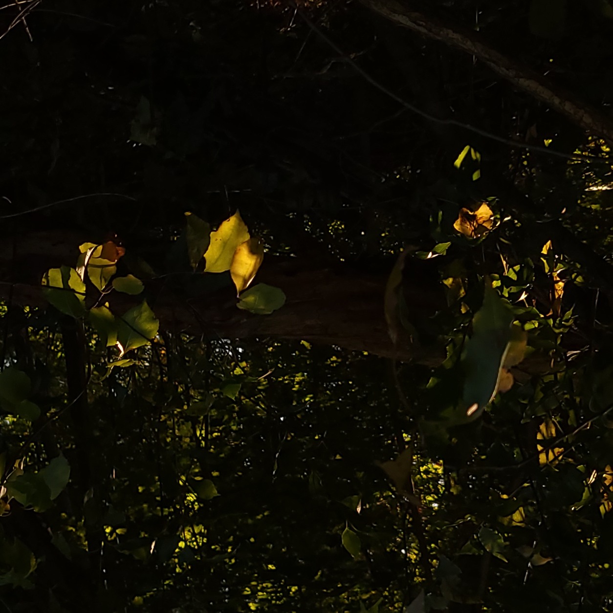 Dark woodland branches and leaves