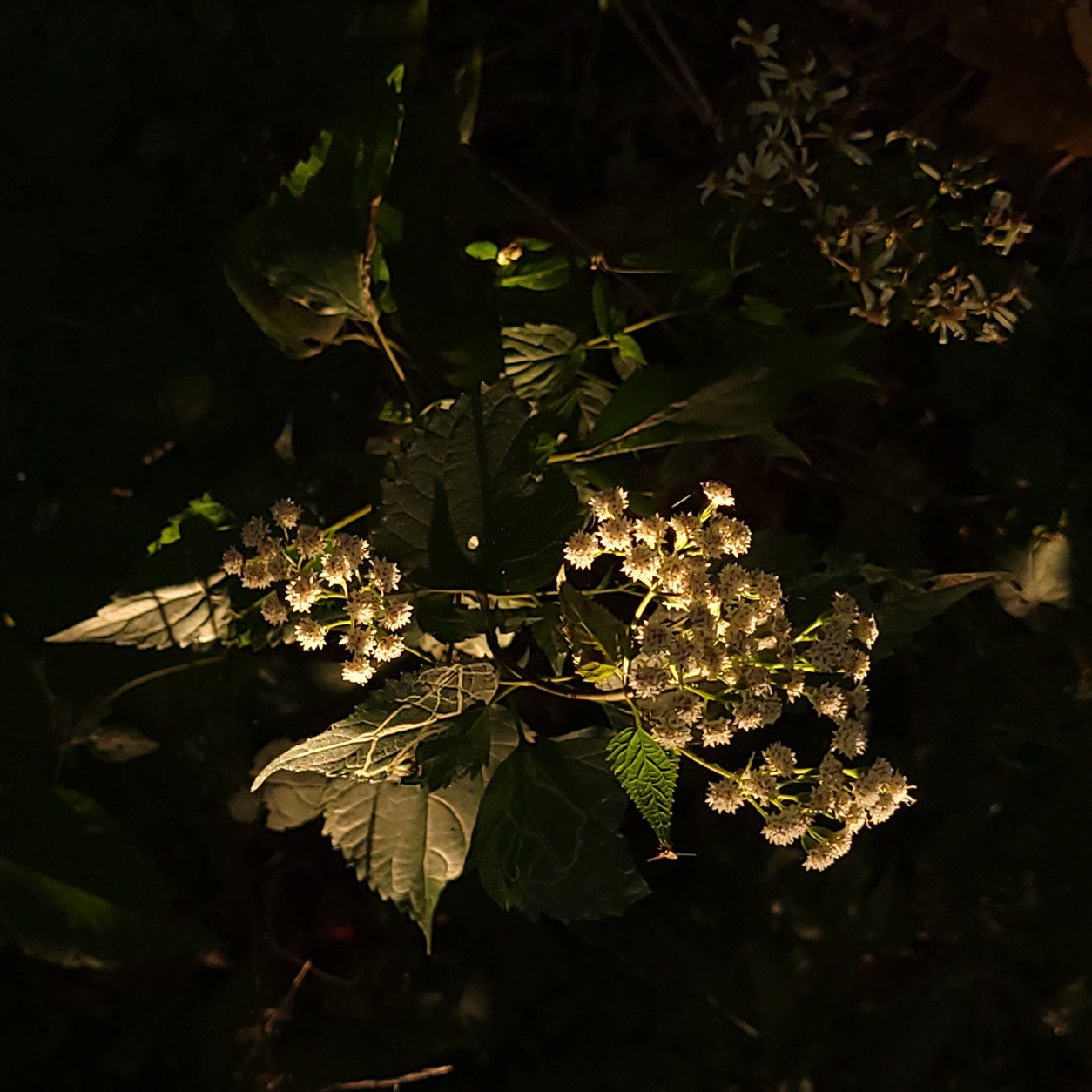 White woodland flowers in sunlight