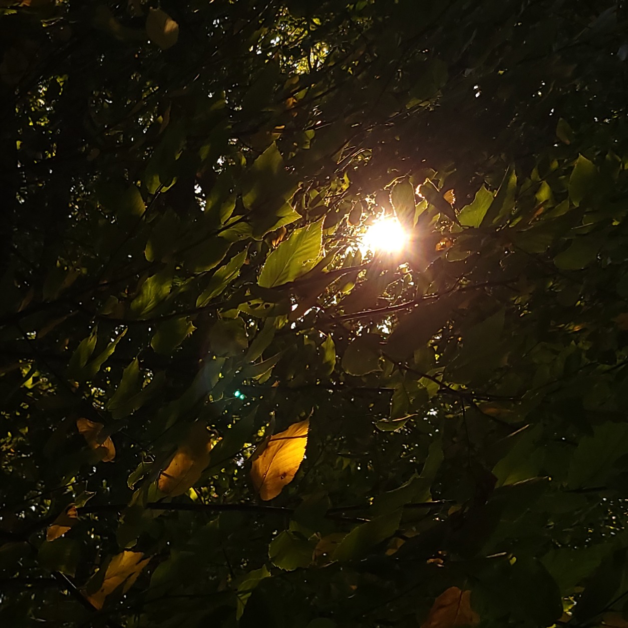 Sun shining through a leafy canopy