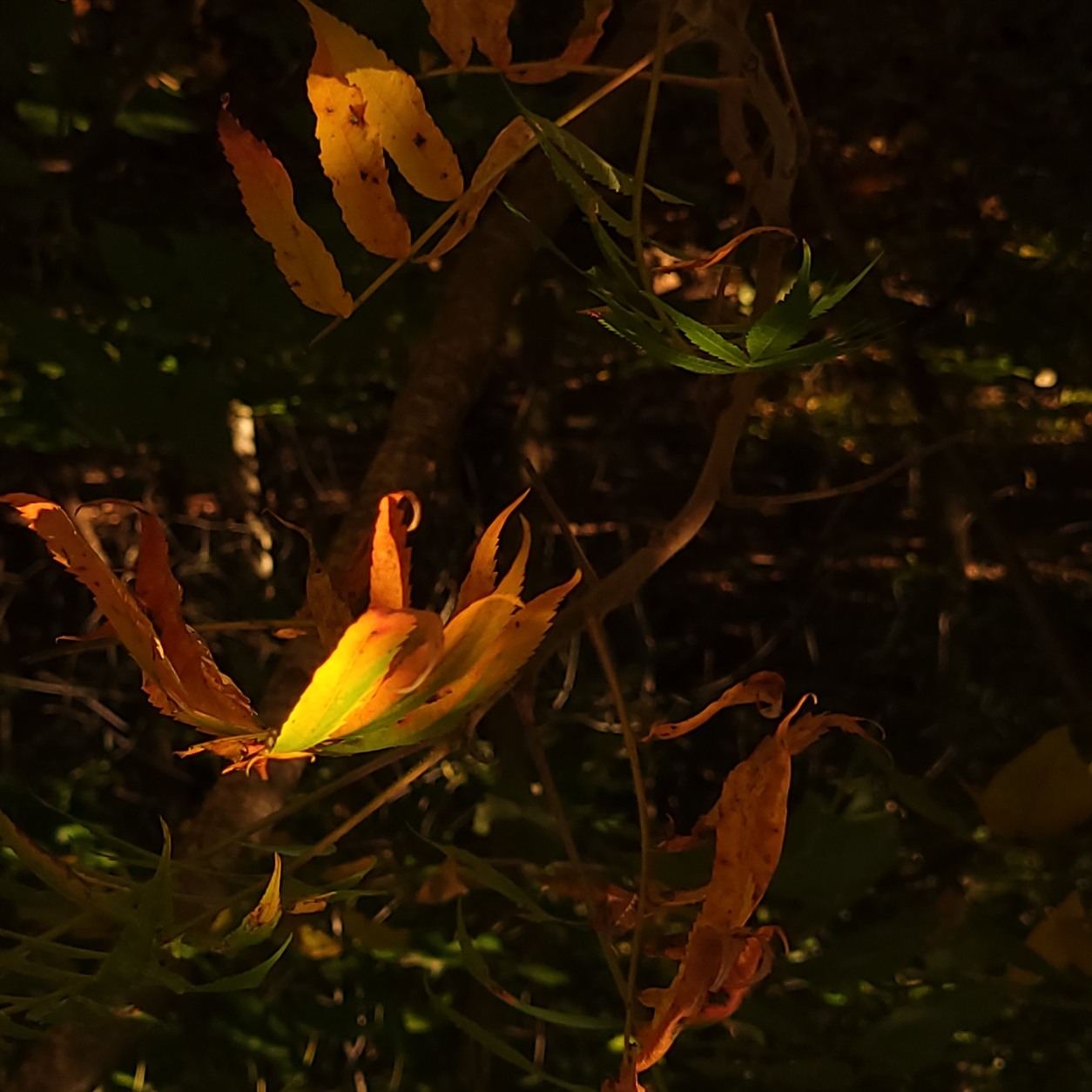Orange leaves suspended in woodland